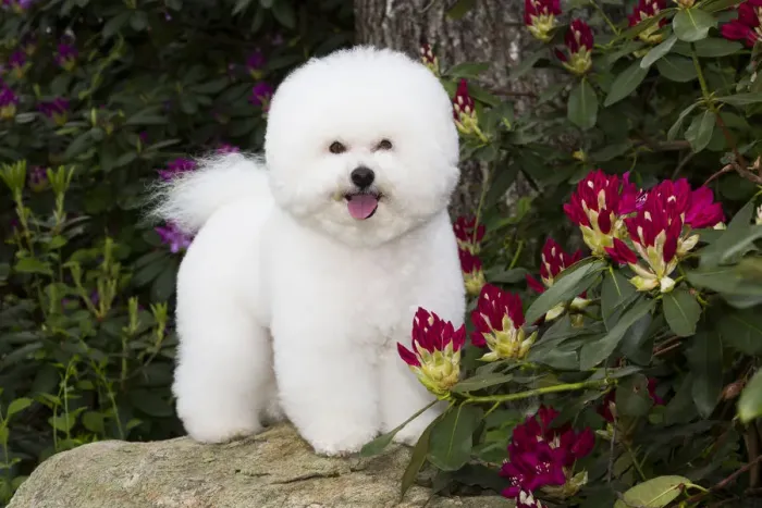 Framed Print : Bichon frise standing on rock amongst Rhododendron flowers. Haddam, Connecticut, USA Framed Print : Bichon frise standing on rock amongst Rhododendron flowers. Haddam, Connecticut, USA