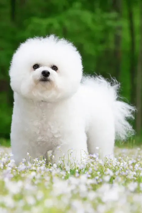 Framed Print : Bichon frisedog standing among spring flowers, portrait, Connecticut, USA. May Framed Print : Bichon frisedog standing among spring flowers, portrait, Connecticut, USA. May