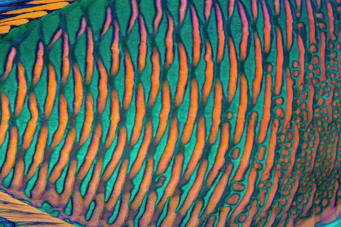 Framed Print : Bicolor parrotfish (Cetoscarus bicolor) male, scales detail, Sharm El Sheikh, Sinai, Egypt, Red Sea Framed Print : Bicolor parrotfish (Cetoscarus bicolor) male, scales detail, Sharm El Sheikh, Sinai, Egypt, Red Sea