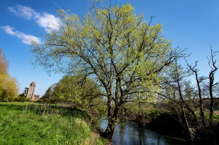 Framed Print : Bifurcate crack willow (Salix fragilis furcata) with catkins growing along banks of River Lugg SSSI, Bodenham, Herefordshire, England, UK, April 2021 Framed Print : Bifurcate crack willow (Salix fragilis furcata) with catkins growing along banks of River Lugg SSSI, Bodenham, Herefordshire, England, UK, April 2021