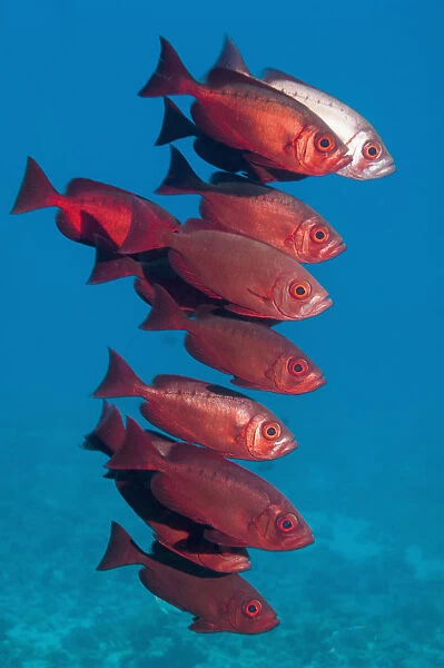 Big-eye fish (Priacanthus hamrur). Egypt, Red Sea