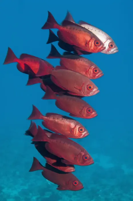 Framed Print : Big-eye fish (Priacanthus hamrur). Egypt, Red Sea Framed Print : Big-eye fish (Priacanthus hamrur). Egypt, Red Sea