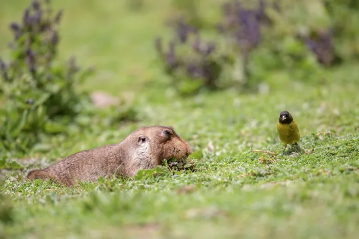 Framed Print : Big-headed African mole-rat (Tachyoryctes macrocephalus) feeding on short grass with Ethiopian siskin (Serinus nigriceps) behind waiting to feed on uncovered seeds Framed Print : Big-headed African mole-rat (Tachyoryctes macrocephalus) feeding on short grass with Ethiopian siskin (Serinus nigriceps) behind waiting to feed on uncovered seeds