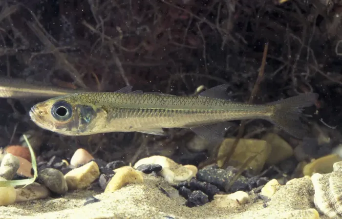 Framed Print : Big scale sand smelt {Atherina boyeri} captive Delta del Ebro NP, Spain Framed Print : Big scale sand smelt {Atherina boyeri} captive Delta del Ebro NP, Spain