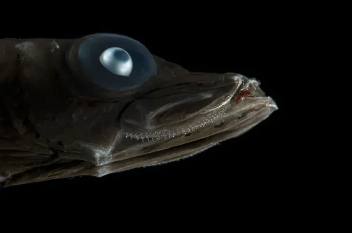 Framed Print : Bigeye smooth-head (Bajacalifornia megalops) head portrait, Mid-Atlantic Ridge, North Framed Print : Bigeye smooth-head (Bajacalifornia megalops) head portrait, Mid-Atlantic Ridge, North