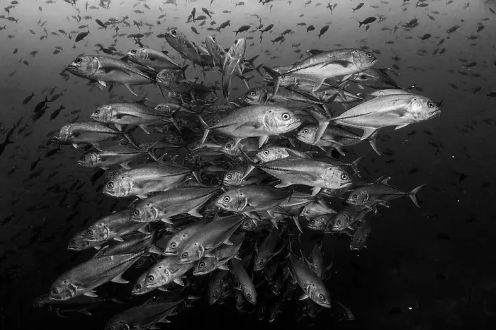 Framed Print : Bigeye trevallies (Caranx sexfasciatus) shoal. Darwin Island, Galapagos National Park, Pacific Ocean Framed Print : Bigeye trevallies (Caranx sexfasciatus) shoal. Darwin Island, Galapagos National Park, Pacific Ocean