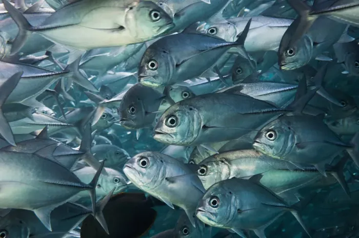 Framed Print : Bigeye trevally or jack (Caranx sexfasciatus) shoal, Sipadan, Malaysia Framed Print : Bigeye trevally or jack (Caranx sexfasciatus) shoal, Sipadan, Malaysia