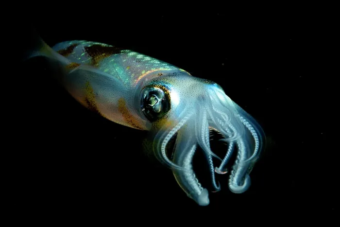 Framed Print : Bigfin reef squid (Sepioteuthis lessoniana) portrait, Bunaken National Park, North Sulawesi, Indonesia, Pacific Ocean