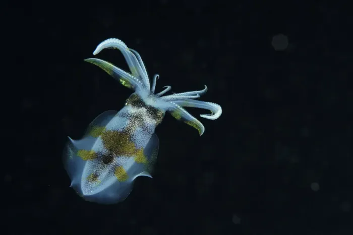 Framed Print : Bigfin reef squid (Sepioteuthis lessoniana) swimming at night, Indonesia, Sea of Flores Framed Print : Bigfin reef squid (Sepioteuthis lessoniana) swimming at night, Indonesia, Sea of Flores
