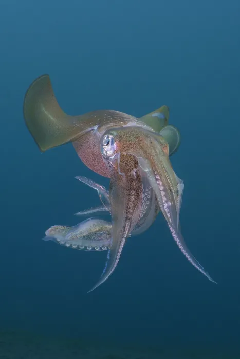 Framed Print : Bigfin reef squid (Sepioteuthis lesssoniana) portrait, Bali, Indonesia, Pacific Ocean Framed Print : Bigfin reef squid (Sepioteuthis lesssoniana) portrait, Bali, Indonesia, Pacific Ocean