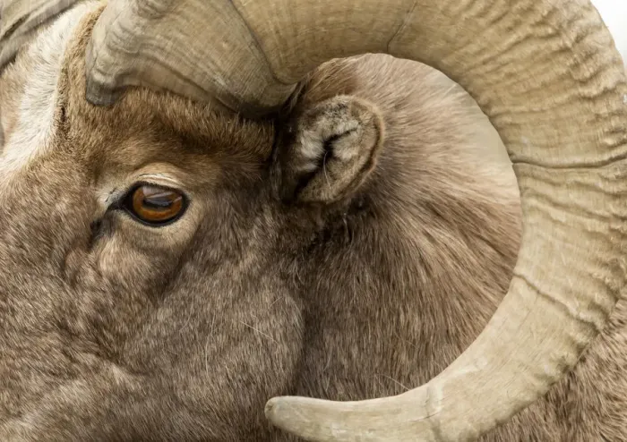 Framed Print : Bighorn sheep (Ovis canadensis) close up rams head shot, Yellowstone National Park Framed Print : Bighorn sheep (Ovis canadensis) close up rams head shot, Yellowstone National Park