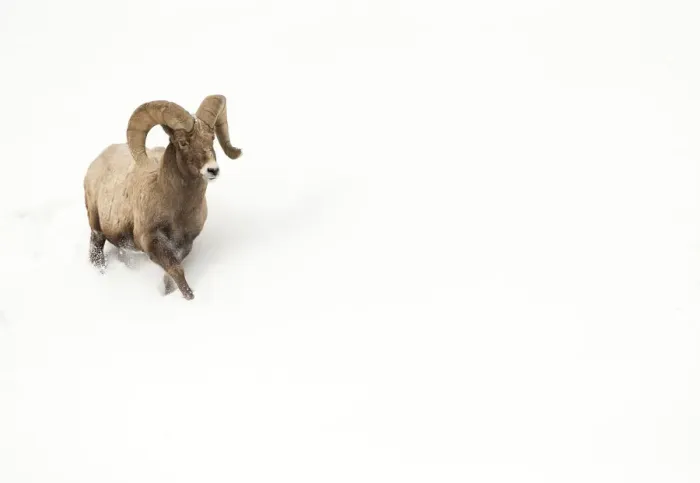 Framed Print : Bighorn sheep (Ovis canadensis) male ram walking in the snow, Yellowstone National Park