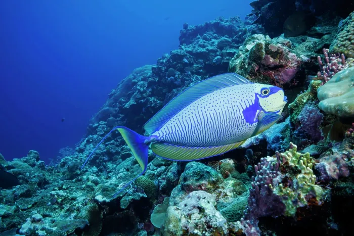 Framed Print : Bignose unicornfish (Naso vlamingii) displaying colour variation as it approaches a cleaning station on a coral reef Framed Print : Bignose unicornfish (Naso vlamingii) displaying colour variation as it approaches a cleaning station on a coral reef