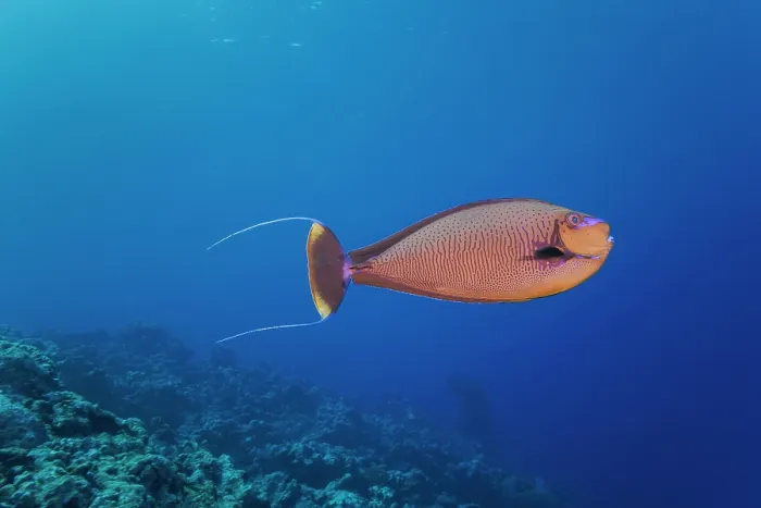 Framed Print : Bignose unicornfish (Naso vlamingii) swimming over a reef, Yap, Federated States of Micronesia, Pacific Ocean Framed Print : Bignose unicornfish (Naso vlamingii) swimming over a reef, Yap, Federated States of Micronesia, Pacific Ocean