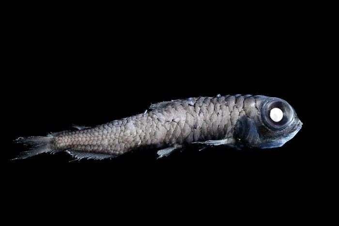 Framed Print : Bigscale deep sea smelt (Melanolagus bericoides) portrait, showing specially adapted eyes with receptors consisting solely of light-sensitive rods and robust visual pigments Framed Print : Bigscale deep sea smelt (Melanolagus bericoides) portrait, showing specially adapted eyes with receptors consisting solely of light-sensitive rods and robust visual pigments