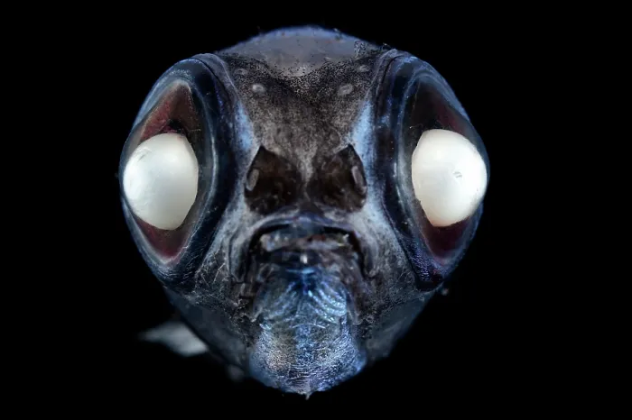 Framed Print : Bigscale deep sea smelt (Melanolagus bericoides) portrait
