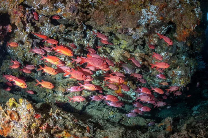 Framed Print : Bigscale soldierfish (Myripristis berndti) shoal, swimming over reef, Rainbow Reef, Somosomo Strait, Fiji, South Pacific Ocean Framed Print : Bigscale soldierfish (Myripristis berndti) shoal, swimming over reef, Rainbow Reef, Somosomo Strait, Fiji, South Pacific Ocean