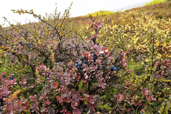 Framed Print : Bilberry (Vaccinium myrtillus), Crowberry (Empetrum nigrum) and Dwarf birch (Betula nana) in alpine tundra, north Iceland. September