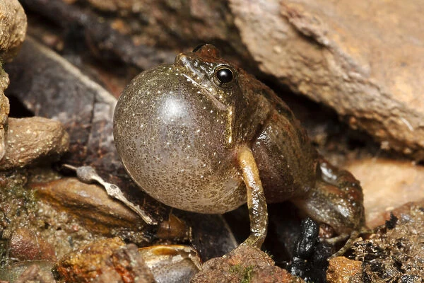 Bilingual frog (Crinia bilingua) adult male calling, Adelaide River, Northern Territory
