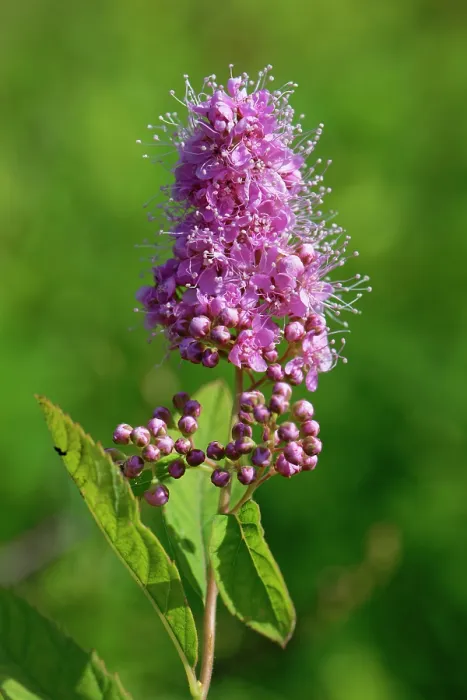 Framed Print : Billard's bridewort (Spiraea salicifolia) flowering in a meadow, Wiltshire, England, UK. September