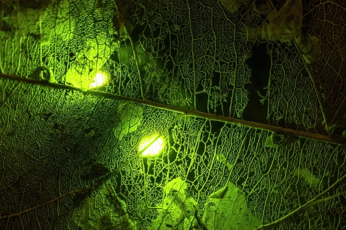 Framed Print : Bioluminescence from a Headlight beetle (Pyrophorus sp.) illuminating a decomposed leaf skeleton on the rainforest floor, Costa Rica Framed Print : Bioluminescence from a Headlight beetle (Pyrophorus sp.) illuminating a decomposed leaf skeleton on the rainforest floor, Costa Rica