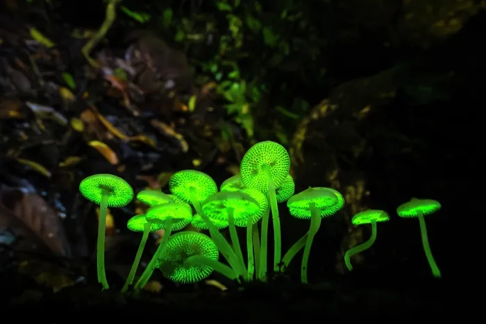 Framed Print : Bioluminescent mushrooms (Favolaschia manipularis) glowing at night, Sabah, Borneo, Malaysia Framed Print : Bioluminescent mushrooms (Favolaschia manipularis) glowing at night, Sabah, Borneo, Malaysia