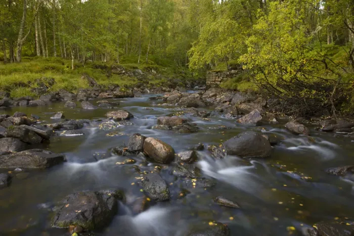 Framed Print : Birch (Betula pendula) and Alder woodland around stream flowing into Loch Beinn a Mheadhoin