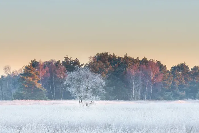 Framed Print : Birch (Betula Pendula) tree covered with hair ice on a winter morning, Brasschaat, Belgium, December Framed Print : Birch (Betula Pendula) tree covered with hair ice on a winter morning, Brasschaat, Belgium, December