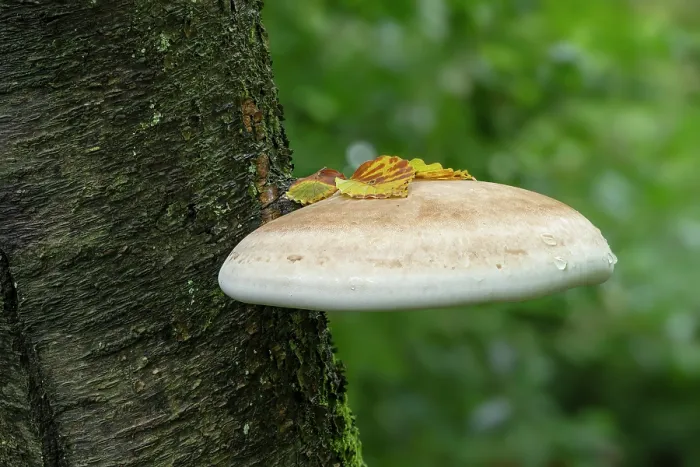 Framed Print : Birch polypore (Fomitopsis betulina) growing on tree trunk in woodland, Pomeroy Forest, north of Donaghmore, County Tyrone, Northern Ireland, UK. September Framed Print : Birch polypore (Fomitopsis betulina) growing on tree trunk in woodland, Pomeroy Forest, north of Donaghmore, County Tyrone, Northern Ireland, UK. September