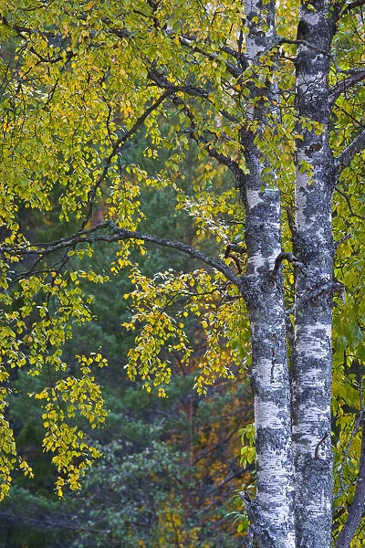 Birch tree in autumn, Taiga woodland, Laponia  /  Lappland, Finland