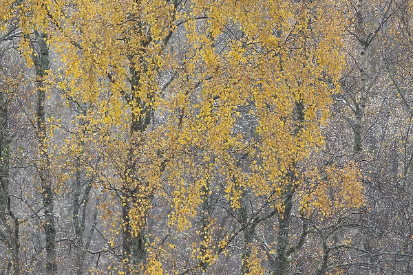 Birch tree (Betula pendula) backlit at dawn, autumn, Cairngorms NP, Glenfeshie, Inshriach