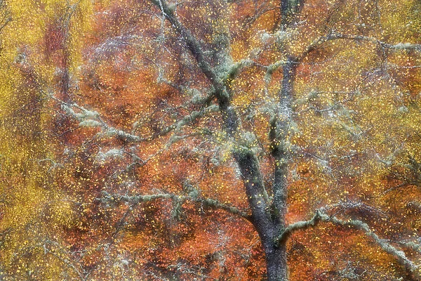 Birch tree (Betula sp) in autumn, blurred, Cairngorms National Park, Scotland, November