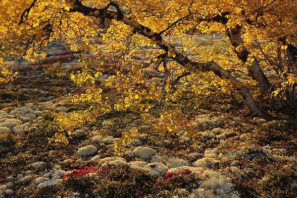 Birch tree (Betula sp) with orange leaves, Forollhogna National Park, Norway, September