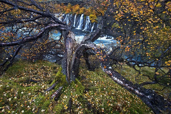 Birch tree (Betula sp) next to waterfall, Iceland