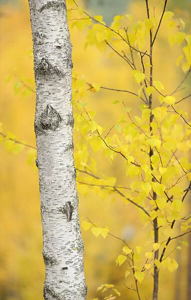 Birch tree (Betula verrucosa or pubescens) Oulanka, Finland, September 2008