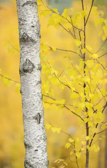 Framed Print : Birch tree (Betula verrucosa or pubescens) Oulanka, Finland, September 2008 Framed Print : Birch tree (Betula verrucosa or pubescens) Oulanka, Finland, September 2008