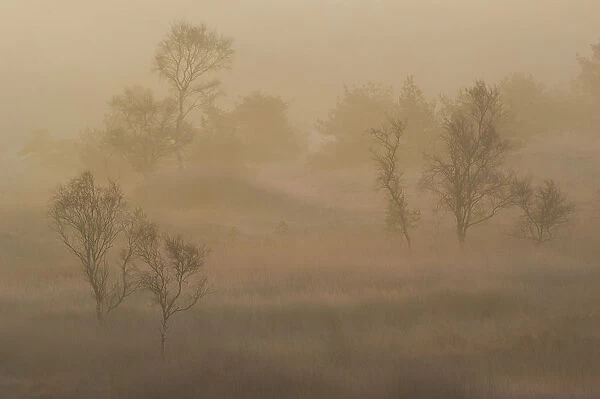 Birch trees (Betula pendula) in morning mist at sunrise, Groot Schietveld, Wuustwezel