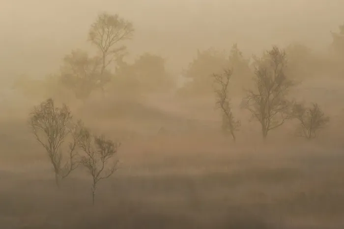 Framed Print : Birch trees (Betula pendula) in morning mist at sunrise, Groot Schietveld, Wuustwezel Framed Print : Birch trees (Betula pendula) in morning mist at sunrise, Groot Schietveld, Wuustwezel