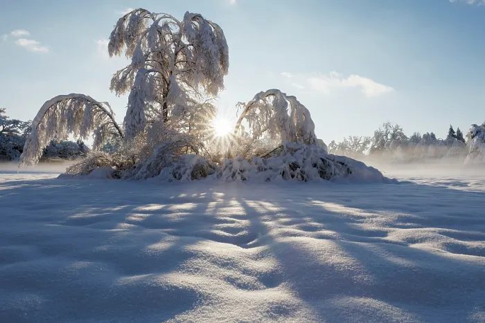 Framed Print : Birch trees (Betula pubescens) in deep snow backlit in sunlight, Penzberg, Upper Bavaria, Germany. December Framed Print : Birch trees (Betula pubescens) in deep snow backlit in sunlight, Penzberg, Upper Bavaria, Germany. December