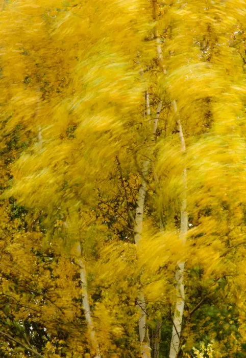 Framed Print : Birch trees blowing in high winds, long exposure, Calke Abbey, The National Forest Framed Print : Birch trees blowing in high winds, long exposure, Calke Abbey, The National Forest