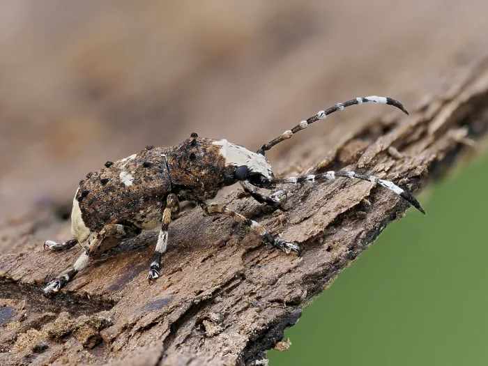 Framed Print : Bird-dropping weevil (Platystomos albinus) resting on bark, Buckinghamshire, England, UK. May. Focus stacked