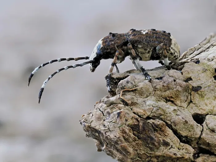 Framed Print : Bird-dropping weevil (Platystomos albinus) resting on dead wood, Buckinghamshire, England, UK. May. Focus stacked Framed Print : Bird-dropping weevil (Platystomos albinus) resting on dead wood, Buckinghamshire, England, UK. May. Focus stacked