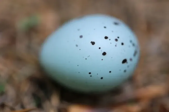 Framed Print : Bird egg on the forest floor, Echternach, Mullerthal, Luxembourg, May 2009. WWE BOOK Framed Print : Bird egg on the forest floor, Echternach, Mullerthal, Luxembourg, May 2009. WWE BOOK