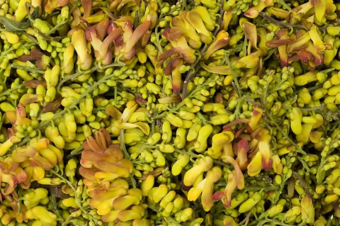 Framed Print : Bird flower (Polygala arillata) for sale as food, Tengchong market, Yunnan Province, China Framed Print : Bird flower (Polygala arillata) for sale as food, Tengchong market, Yunnan Province, China