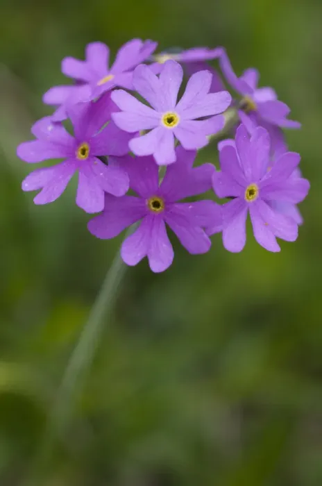 Framed Print : Birds eye primrose (Primula farinosa) in flower, Liechtenstein, June 2009 Framed Print : Birds eye primrose (Primula farinosa) in flower, Liechtenstein, June 2009
