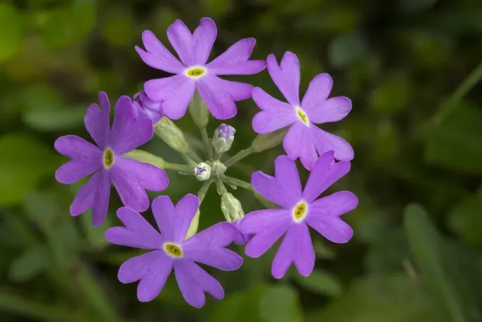 Framed Print : Birds Eye primrose (Primula laurentiana) Nordtirol, Austrian Alps. June Framed Print : Birds Eye primrose (Primula laurentiana) Nordtirol, Austrian Alps. June