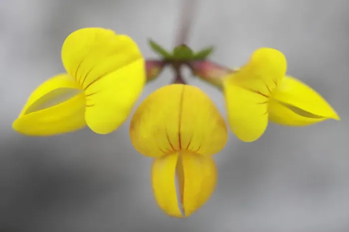 Framed Print : Birds foot trefoil (Lotus corniculatus) flower, Burren National Park, County Clare Framed Print : Birds foot trefoil (Lotus corniculatus) flower, Burren National Park, County Clare