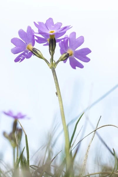 Birdseye primrose (Primula farinosa) a plant confined in Britain to the Pennines of