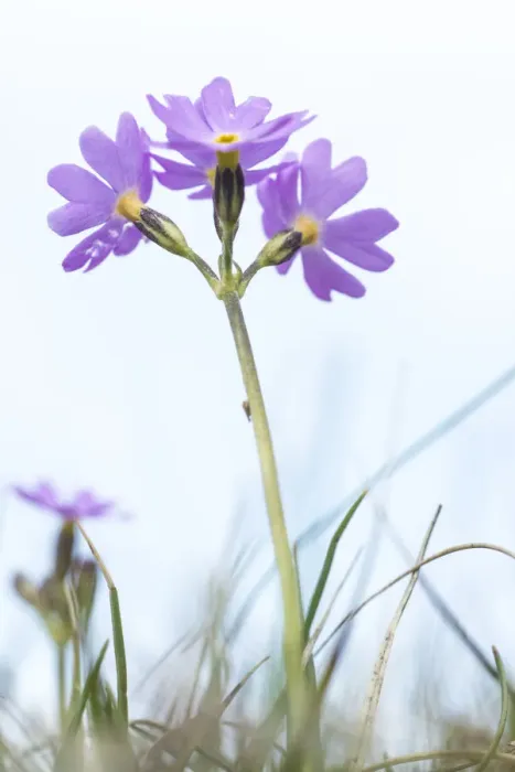 Framed Print : Birdseye primrose (Primula farinosa) a plant confined in Britain to the Pennines of