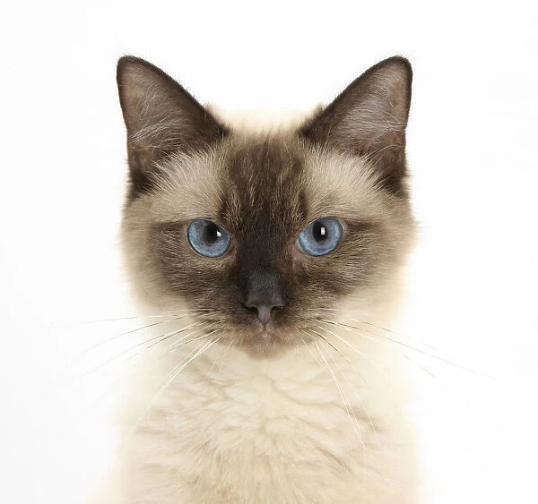Birman cross cat with blue eyes, face portrait